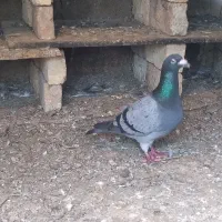 معاوضه با جوجه غاز 2دوتا