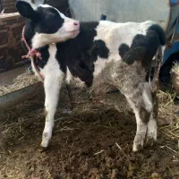 گوساله نر|حیوانات مزرعه|چناران, |دیوار