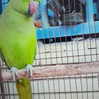 طوطی ملنگو