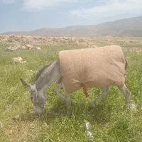۱۵۰۰۰۰۰۰|حیوانات مزرعه|سرپل ذهاب, |دیوار