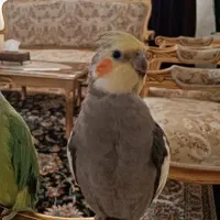 عروس طوطی گم شده|پرنده|قزوین, |دیوار