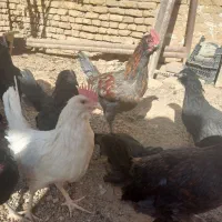 مرغ وخروس|پرنده|اصفهان, دستگرده|دیوار