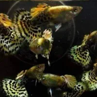 ماهی گوپی مولد