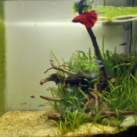 فروش گیاه اکواریومی