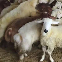 پخش گوشت گوسفندی