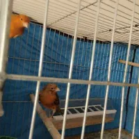 قناری جفت نرشتری سرخ ماده گنجشکی|پرنده|صدرا-فارس, فاز ۱|دیوار