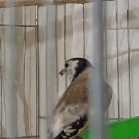 سهره نربستان آبادیقه سفیدنشون دارمعاوضه هم دارم|پرنده|کرج, کمالشهر|دیوار