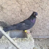 کفتر سبز شامی. وسیاه و  یال و پشت سیاه..|پرنده|شیراز, سعدیه شمالی|دیوار