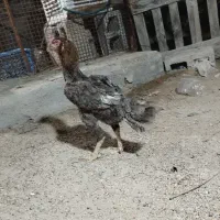 مرغ و خروس لاری