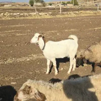 بز و بزغاله