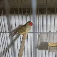 فنچ جفت مولد ستاره ای|پرنده|تهران, ستارخان|دیوار