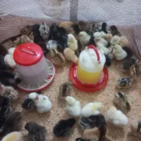 جوجه مرغ محلی