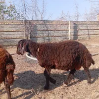 دو عدد بره نر قوچی افشار جنس بالا 5ماهه|حیوانات مزرعه|تاتار علیا, |دیوار