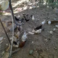 مرغ ویروس وجوجه