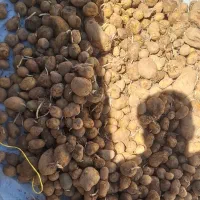 سیب زمینی دامی ( اسه‌نم )