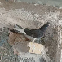 سلام کبوتر طوقی نر