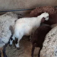 میش بره دار|حیوانات مزرعه|رشتخوار, |دیوار