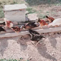 مرغ و خروس(جوجه)|حیوانات مزرعه|گمیشان, |دیوار