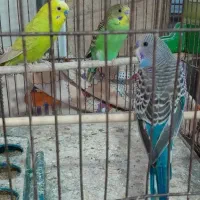 مرغ عشق