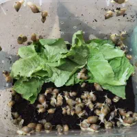 حلزون آلبینو|خزنده|ارومیه, |دیوار