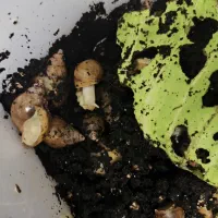 حلزون آچاتینا