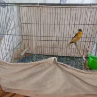 قناری|پرنده|محمدیه-قزوین, |دیوار