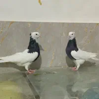 طوقی نسل عالی