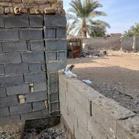 فوری|پرنده|رامشیر, |دیوار