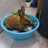 خرگوش|موش و خرگوش|زابل, |دیوار