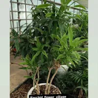 فروشنده خانم  گلفروشی