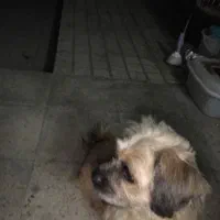 سگ شیتزو ۱ساله