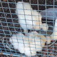 دو عدد مرغ ابریشمی ( سیلکی ) تخم گذار بالغ سفید