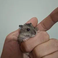 همستر خانگی