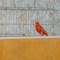 قناری رد فاکتور نر سفت و بخون