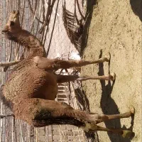 شتر|حیوانات مزرعه|گوهرکوه, |دیوار