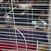 مرغ عشق نرو ماده بدونه قفس