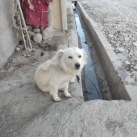 سگه|سگ|بروجرد, |دیوار