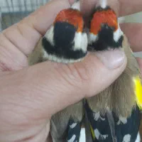 سهره سردشت|پرنده|همدان, |دیوار