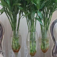 شیشه بامبوقطره بامبوبامبو بدون پیچ و پیچدار|گل و گیاه طبیعی|مشهد, شهید مطهری|دیوار
