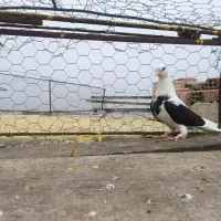 جوجه طوقی،دوبال|پرنده|دلند, |دیوار