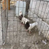 کبوتر طوقی|پرنده|سیریک, |دیوار