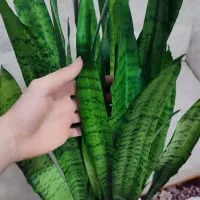 گل سانسوریا