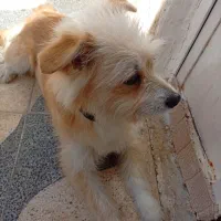 سگ پامر شیتزو