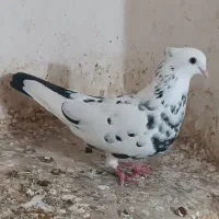 کبوتر تهرانی