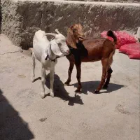 دوعدد بزغاله نروماده خوشکل  بره میش