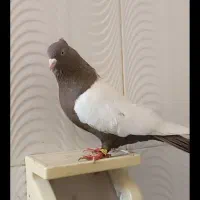 کبوتر شهری و بهبهانی