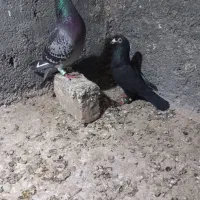 کفتر کبوتر