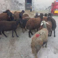 ۱۴راس بره ماده دمازلیخ|حیوانات مزرعه|کشاورز, |دیوار