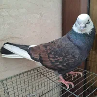 کبوتر شازده خال سرور