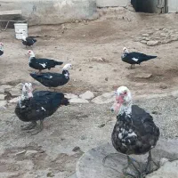 اوردکخارجی|حیوانات مزرعه|گل تپه, |دیوار